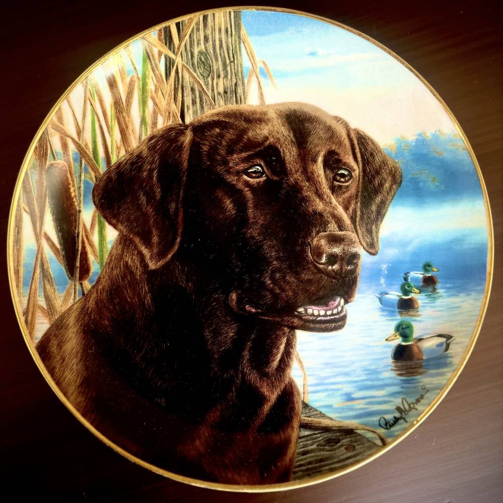Black Labrador Portrait